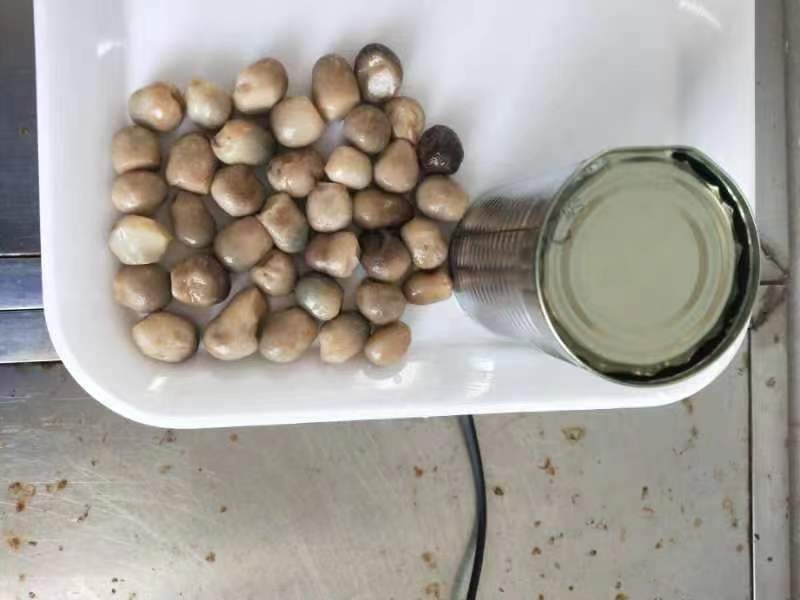 草菇